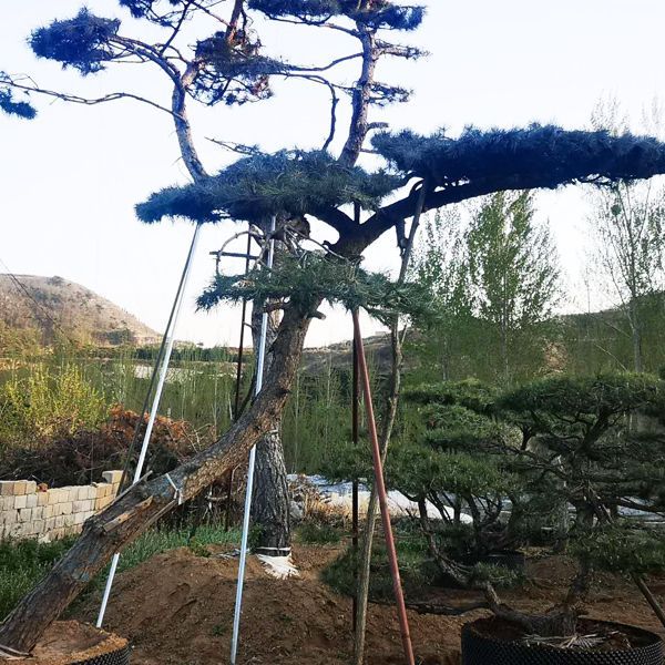 春暖花開，造型黑松需要什么？做好三點保全年