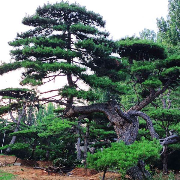 做好造型黑松的種植管理很關鍵，那么造型黑松該如何種植管理，您知道嗎？